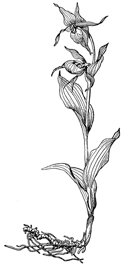венерин башмачок картинка черно белая