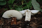 Гиропор каштановый, или каштановый гриб