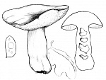 Гиропор каштановый, или каштановый гриб
