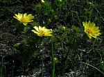 Адонис, или Горицвет, весенний